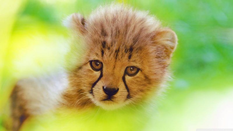 Cheetah Cub Face Wallpaper