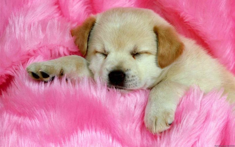 Cute Puppy Wallpaper