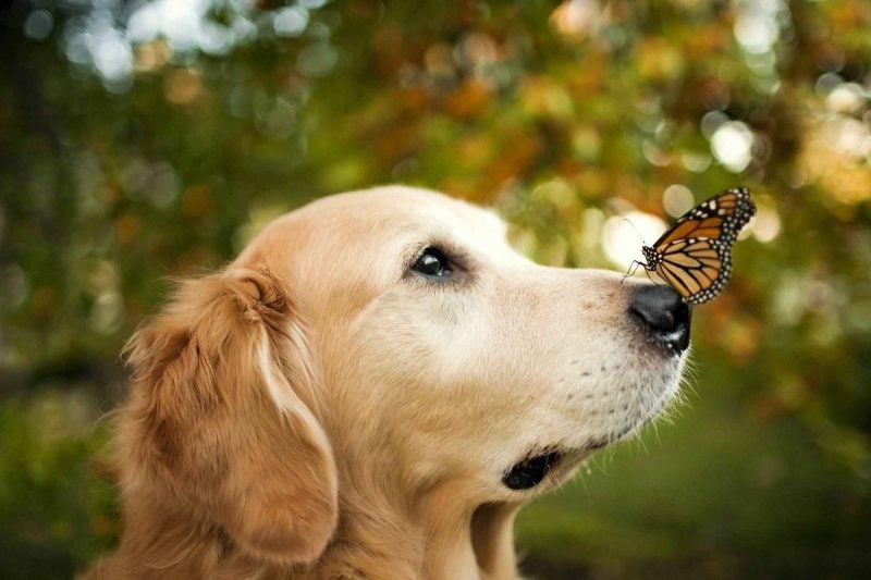 Dog And The Butterfly Wallpaper