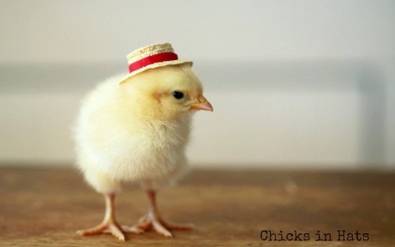 Hen With A Hat Wallpaper